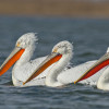 Pelican creţ