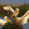 Pelican comun